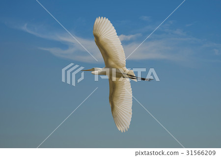 egret 31566209