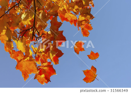 Leaves Leaves 31566349