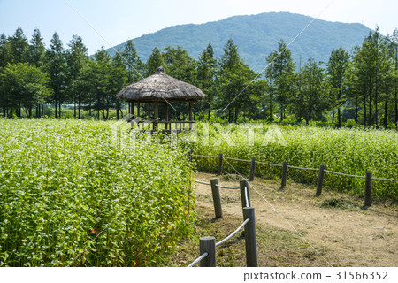 Soil, Buckwheat Field, Incheon Grand Park, Namdong-gu, Incheon 31566352