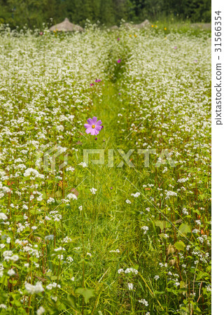 宇宙，仁川大公園，仁川，南洞區 31566354