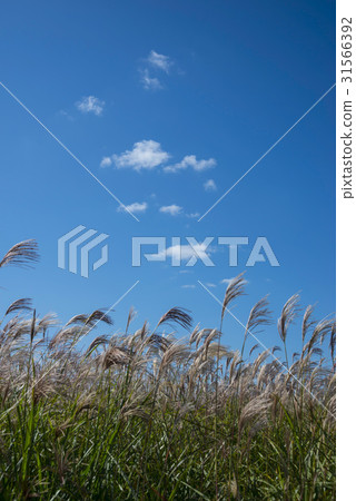 世界遺產公園,世界杯公園,Sangam-dong,Mapo-gu,Seoul 世界遺產公園,世界杯公園,Sangam-dong,Mapo-gu,Seoul 31566392