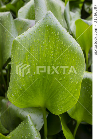 Water droplets, water hyacinth 31566397