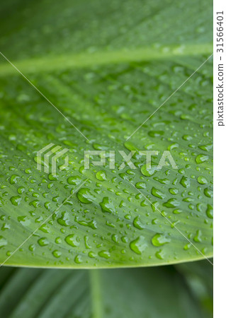Water droplets, water hyacinth 31566401