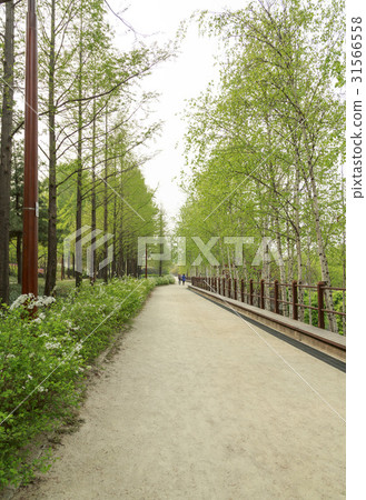 Birch, Metasequire, Seonyudo Park, Yeongdeungpo-gu, Seoul 31566558