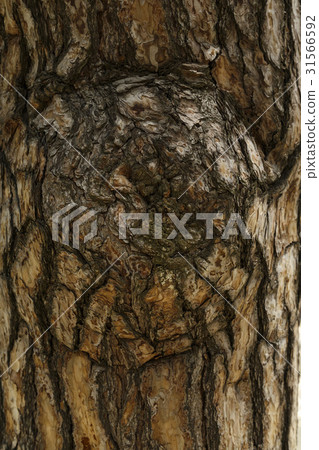 Pine tree 31566592