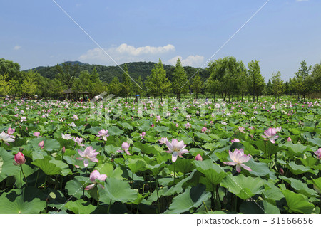 蓮花,荷葉,精液,楊平郡,京畿道 蓮花,荷葉,精液,楊平郡,京畿道 31566656