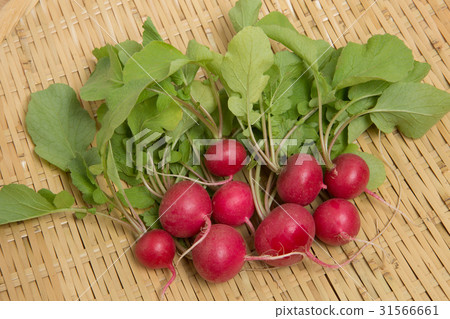 紅崽 紅崽 31566661