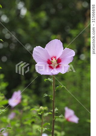 Rose of Sharon 31566698