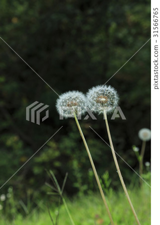 蒲公英 蒲公英 31566765