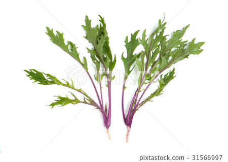 Red stem Mizuna 31566997