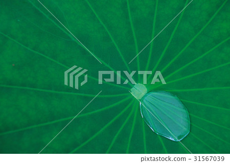 a drip, water drop, a plant 31567039