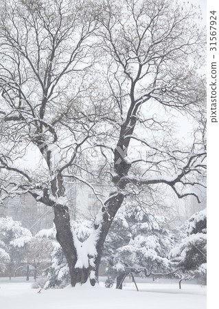 Changgyeonggung, Jongno-gu, Seoul 31567924