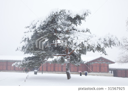 首爾鐘路區昌慶宮 首爾鐘路區昌慶宮 31567925
