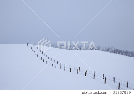 江原道平昌郡大關嶺大關嶺牧場 31567939
