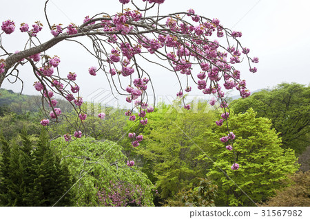 王櫻花 王櫻花 31567982
