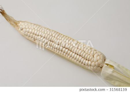 corn corn 31568139