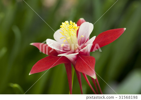 Peach flower 31568198