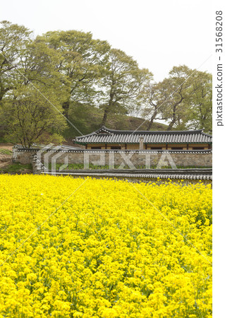 Rape, Seosan Haemi-eupseong (Historic Site No. 116), Seosan, Chungnam Rape, Seosan Haemi-eupseong (Historic Site No. 116), Seosan, Chungnam 31568208