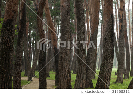 Pine, Gangneung, Gangwon-do 31568211