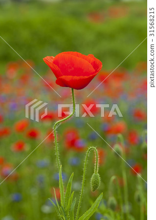 京畿道安城市罌粟 31568215