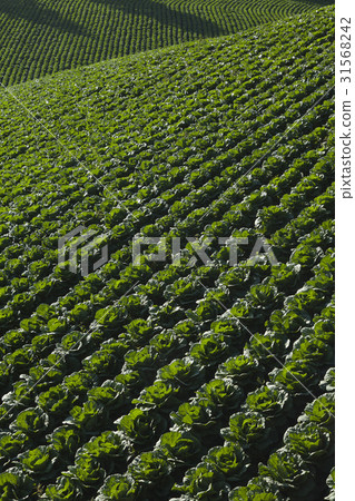 Chinese cabbage field, Gangneung-si, Gangwon-do Chinese cabbage field, Gangneung-si, Gangwon-do 31568242