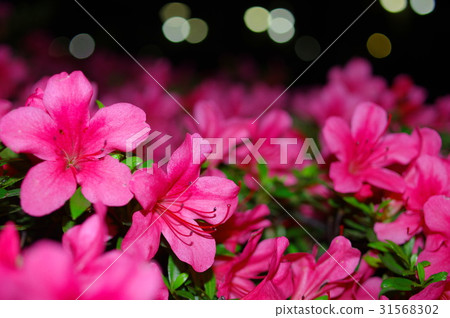 Satsuki at night 31568302