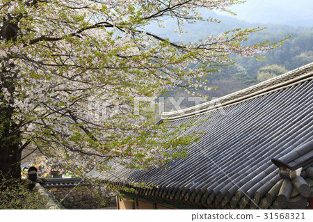 全羅工蘇州的Hwaeomsa寺 全羅工蘇州的Hwaeomsa寺 31568321