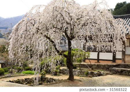 Cherry tree, Sun-am temple, Suncheon city, Jeonnam Cherry tree, Sun-am temple, Suncheon city, Jeonnam 31568322