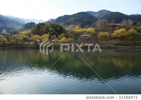 Mountain oil, Shandong, Gurye-gun, Jeonnam 31568471