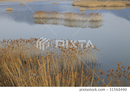 Reed, Jangheung-gun, Jeonnam Reed, Jangheung-gun, Jeonnam 31568490