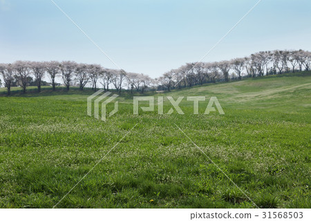 Cherry tree, cranberry, Seosan Ranch, Seosan, Chungnam 31568503