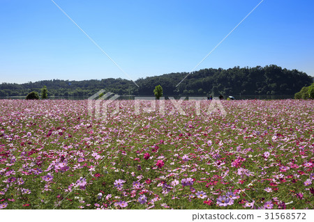 Cosmos, Han River Citizen's Park, Guri City, Gyeonggi-do Cosmos, Han River Citizen's Park, Guri City, Gyeonggi-do 31568572