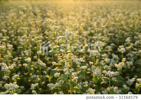 Buckwheat flowers, Gyeonggi-do 31568579