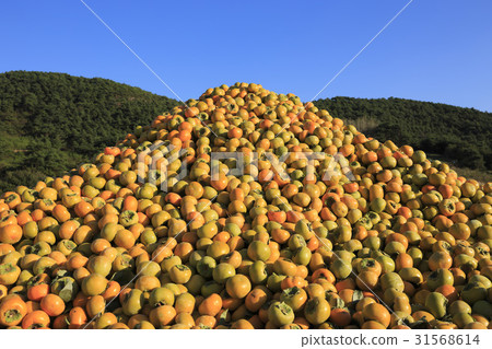 Geum,Buan-gun,Jeonbuk Geum,Buan-gun,Jeonbuk 31568614