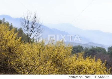 山東石油,山東,求禮郡,全南 山東石油,山東,求禮郡,全南 31568686