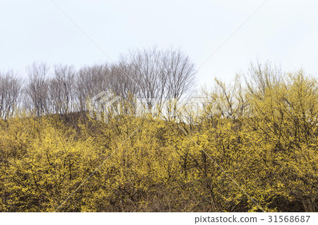 Mountain oil, Shandong, Gurye-gun, Jeonnam Mountain oil, Shandong, Gurye-gun, Jeonnam 31568687