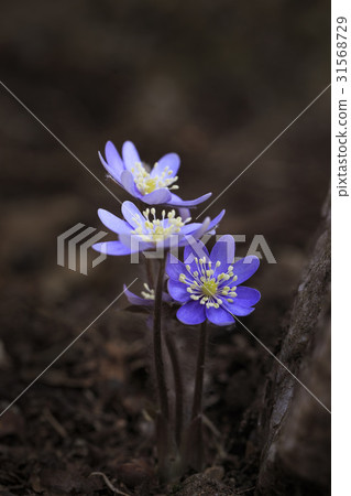 hepatica hepatica 31568729