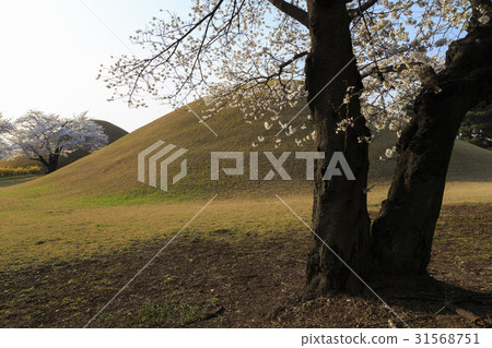 Cherry blossoms, Gyeongju Mytilene royal tomb (No. 175), Daereungwon (historical record No. 512), Gyeongju Historical Remains District Daeleungwon District, Gyeongju, Gyeongbuk Cherry blossoms, Gyeongju Mytilene royal tomb (No. 175), Daereungwon (historical record No. 512), Gyeongju Historical Remains District Daeleungwon District, Gyeongju, Gyeongbuk 31568751