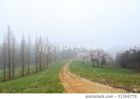 Seosan Ranch, Seosan City, Chungnam Seosan Ranch, Seosan City, Chungnam 31568778