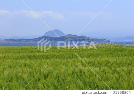 Cheongbori,Sanbangsan,Gappa Island,Seogwipo City,Jeju Island Cheongbori,Sanbangsan,Gappa Island,Seogwipo City,Jeju Island 31568804