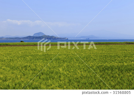 Cheongbori, Sanbangsan, Gappa Island, Seogwipo City, Jeju Island Cheongbori, Sanbangsan, Gappa Island, Seogwipo City, Jeju Island 31568805