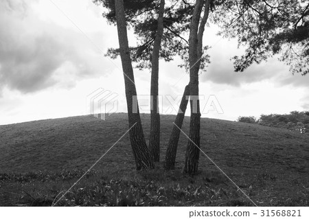 Pine, Guri City, Gyeonggi-do 31568821