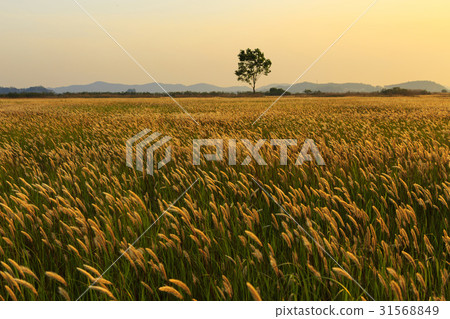 Belt, Mold, Wooshido, Hwaseong, Gyeonggi 31568849