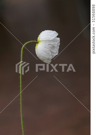 poppy poppy 31568898