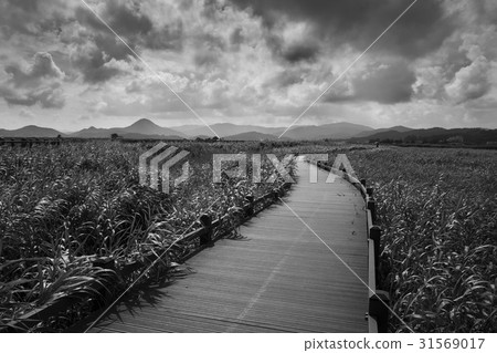 順天灣蘆葦公園，順天市，全南 31569017