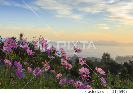 Cosmos, Hampyeong-gun, Jeonnam 31569053