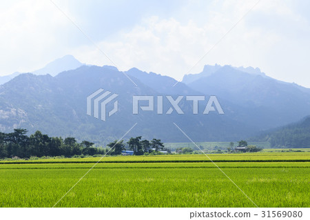 Rice, Wolchulsan, Yeongam-gun, Jeonnam 31569080