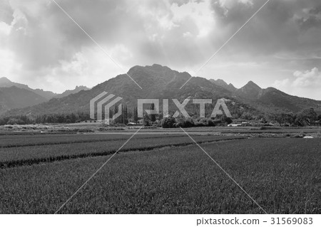 賴斯，Wolchulsan，靈巖郡，全南 31569083