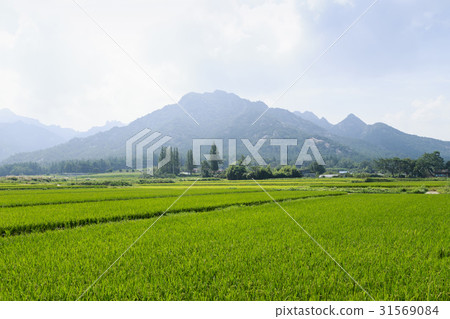 賴斯，Wolchulsan，靈巖郡，全南 31569084