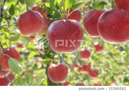 Apple 31569162